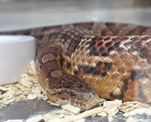 參天特色寵物－玉米蛇