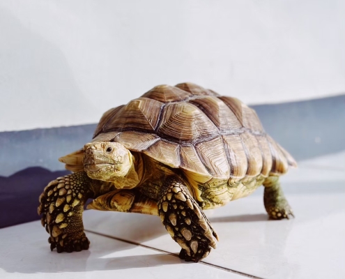 參天特色寵物－蘇卡達象龜