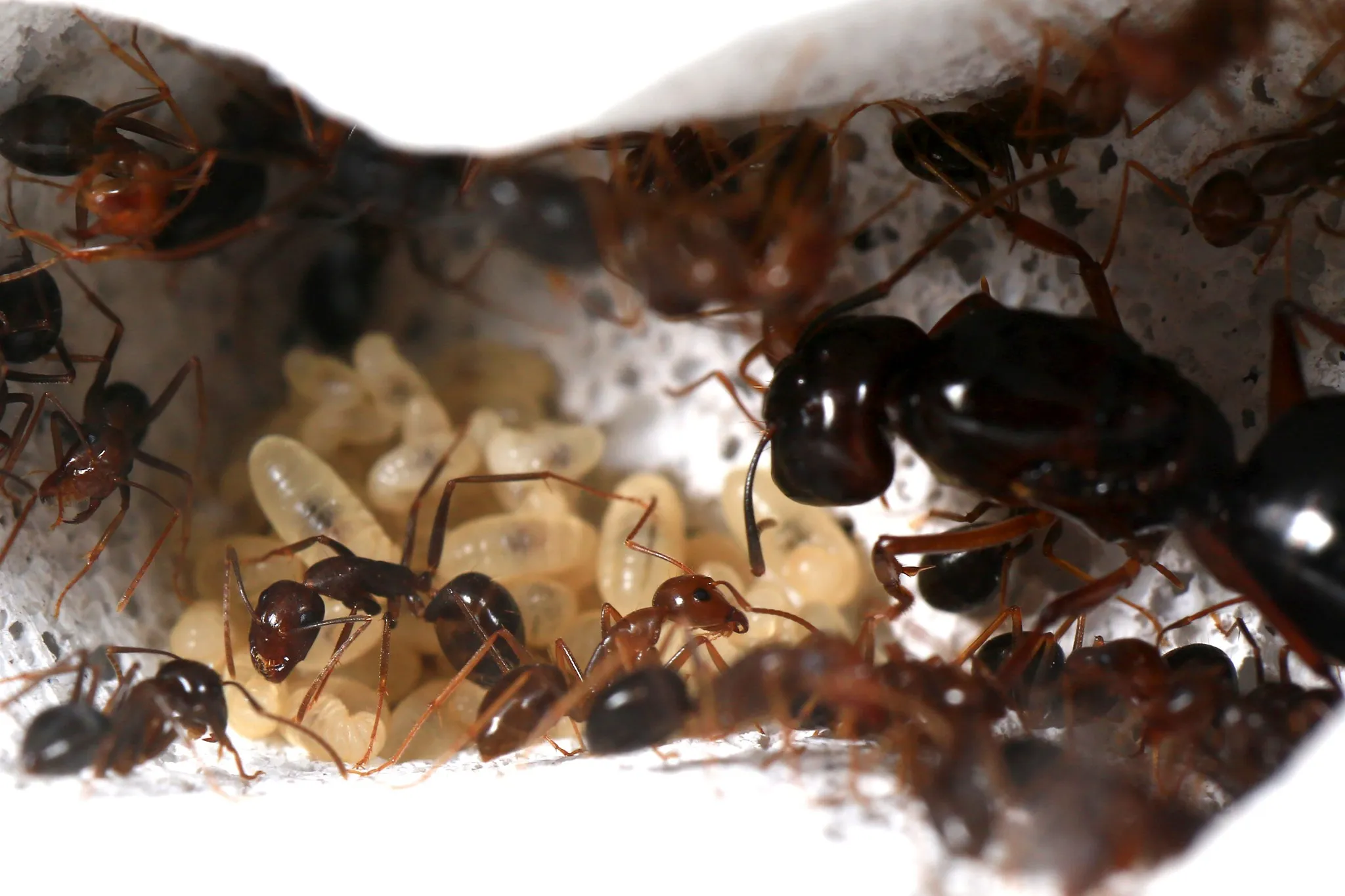 %E5%B1%95%E7%BF%85%E6%A0%A1%E5%AF%B5%E7%89%A9%E8%9E%9E%E8%9F%BB2