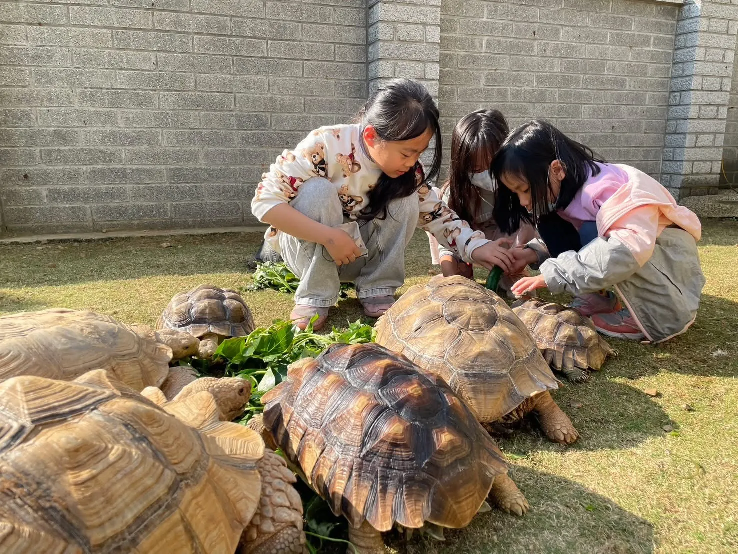 %E5%AF%B5%E7%89%A9%E9%A3%BC%E8%82%B2%E4%B8%89