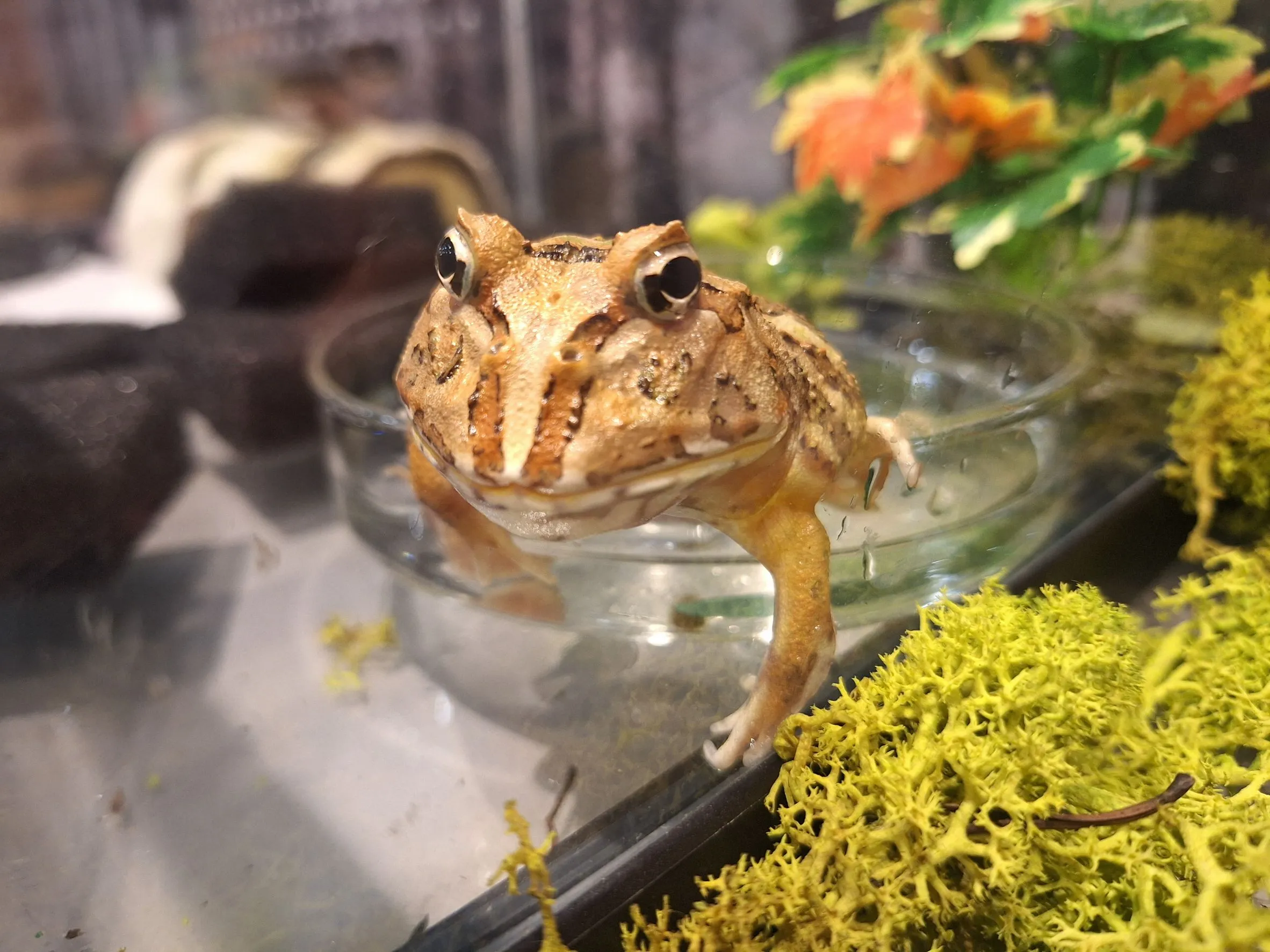 %E6%A3%AE%E8%80%80%E6%A0%A1%E5%8F%AF%E6%84%9B%E8%9B%99