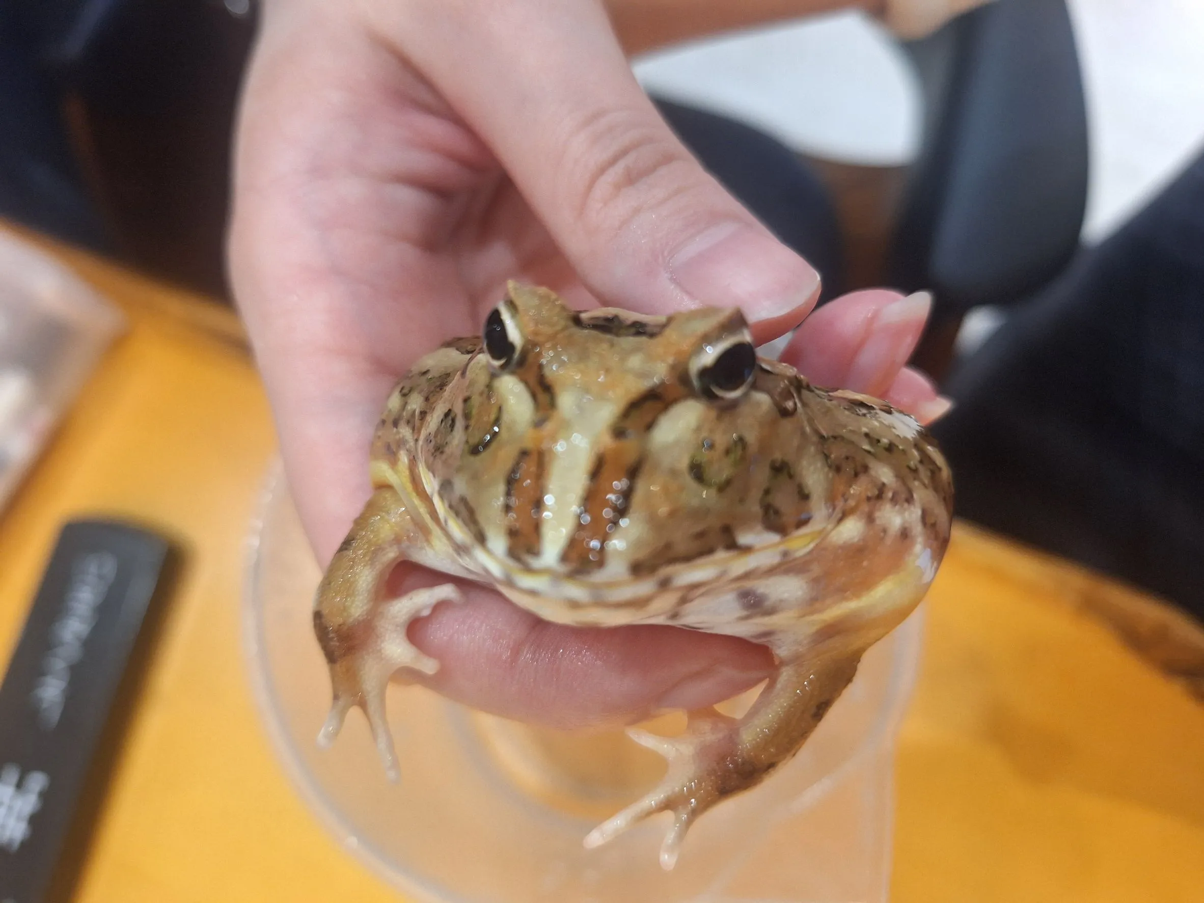 %E6%A3%AE%E8%80%80%E6%A0%A1%E5%8F%AF%E6%84%9B%E8%9B%992