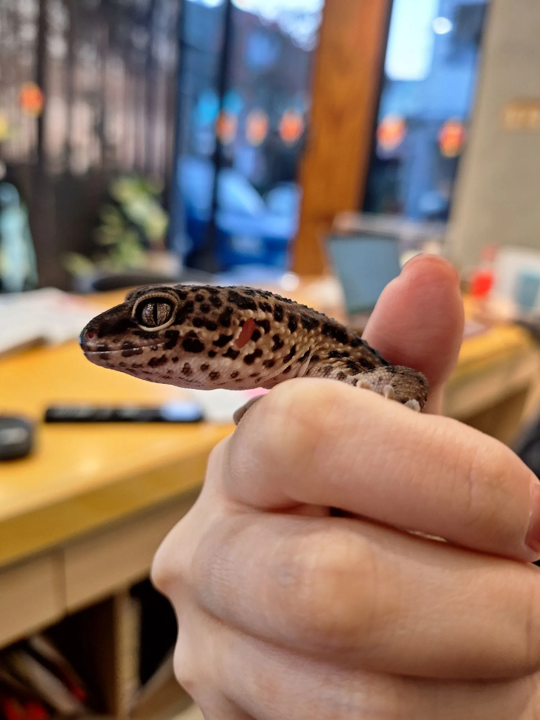 %E6%A3%AE%E8%80%80%E6%A0%A1%E5%8F%AF%E6%84%9B%E5%AF%B5%E7%89%A9 1