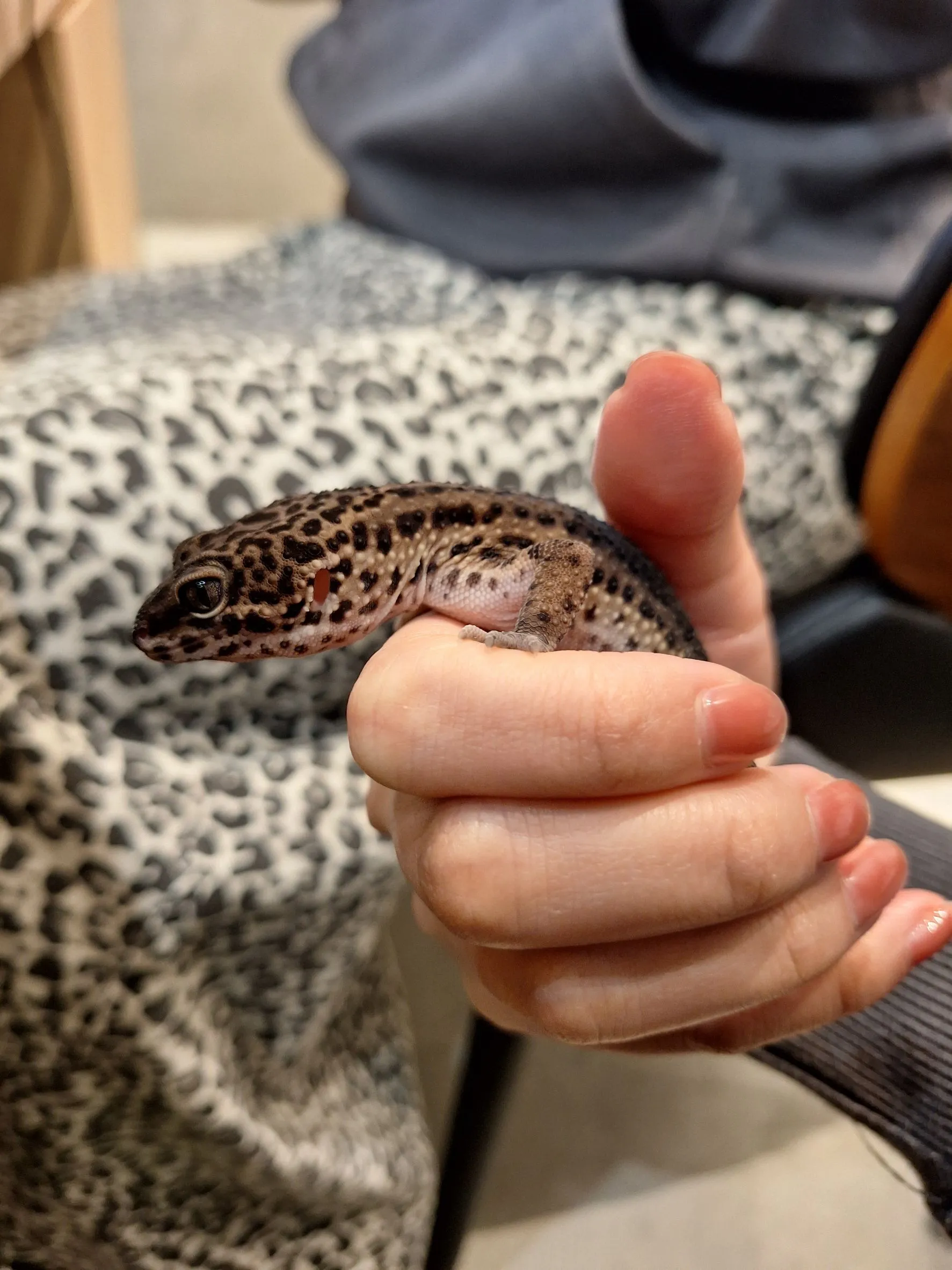 %E6%A3%AE%E8%80%80%E6%A0%A1%E5%8F%AF%E6%84%9B%E5%AF%B5%E7%89%A92