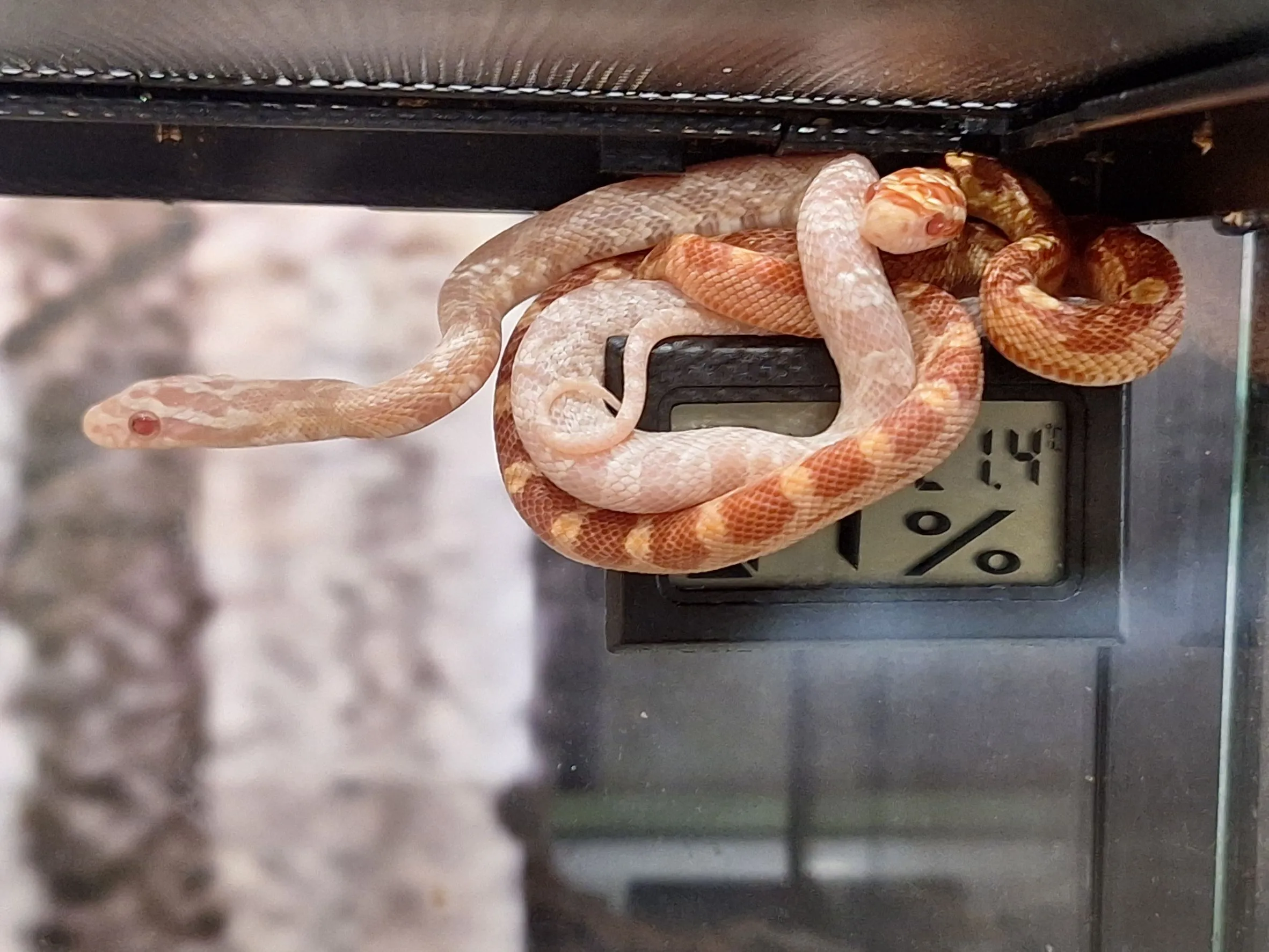 %E6%A3%AE%E8%80%80%E6%A0%A1%E7%8E%89%E7%B1%B3%E8%9B%87