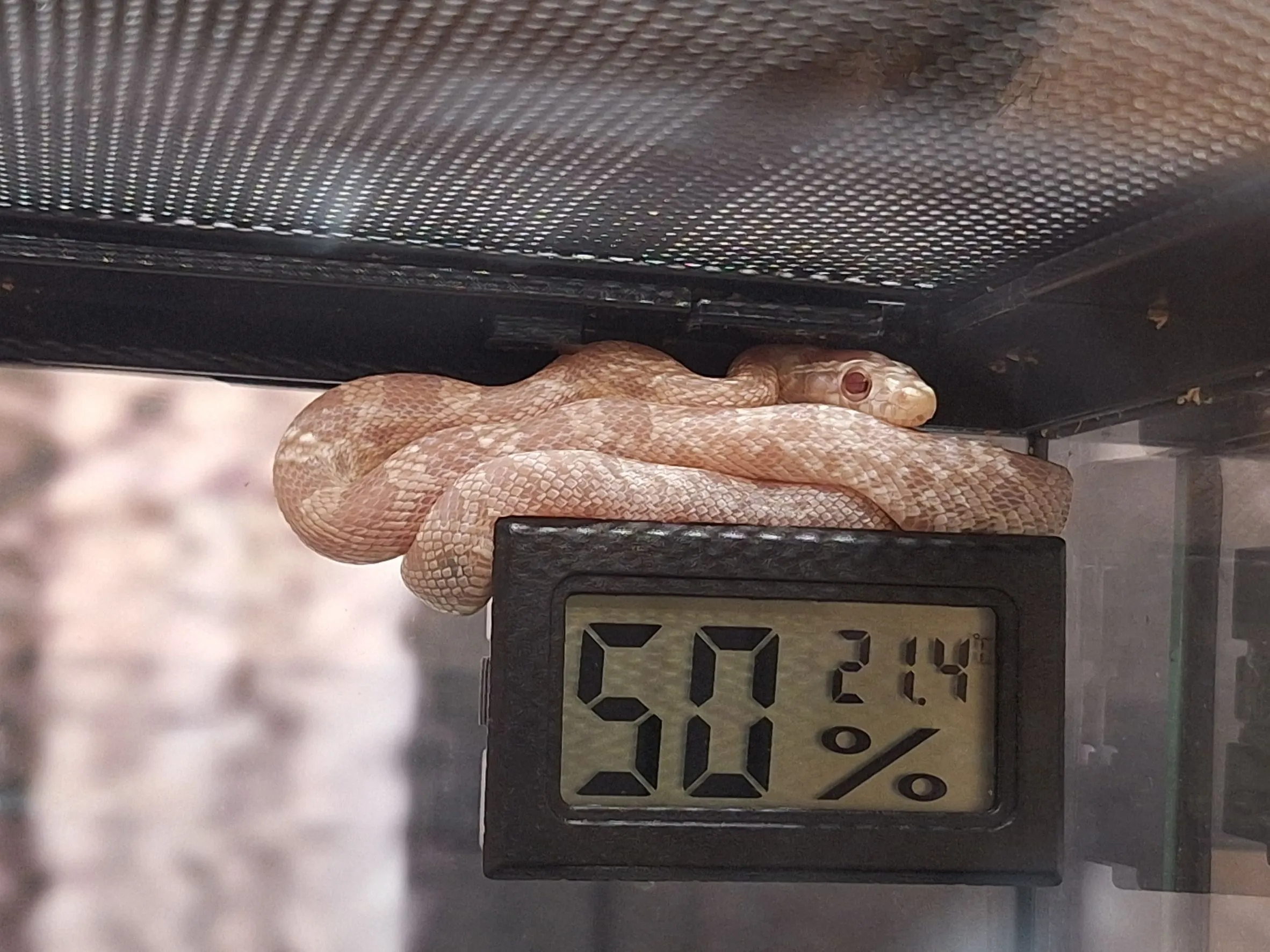 %E6%A3%AE%E8%80%80%E6%A0%A1%E7%8E%89%E7%B1%B3%E8%9B%872