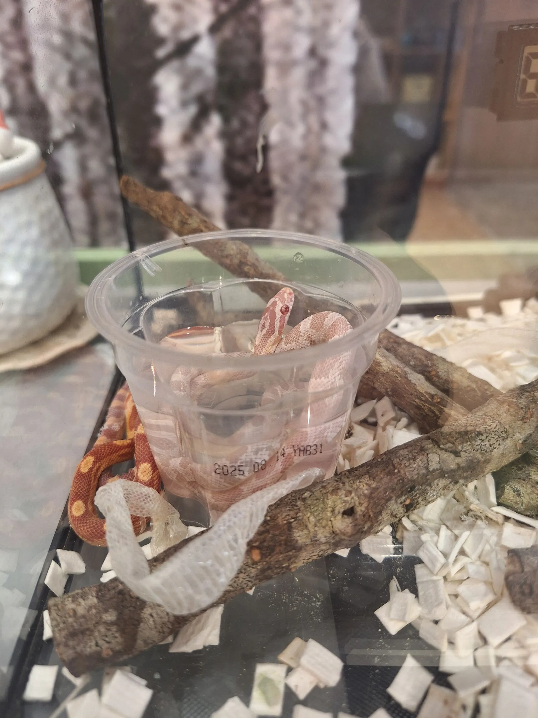 %E6%A3%AE%E8%80%80%E6%A0%A1%E7%8E%89%E7%B1%B3%E8%9B%87%E8%84%AB%E7%9A%AE