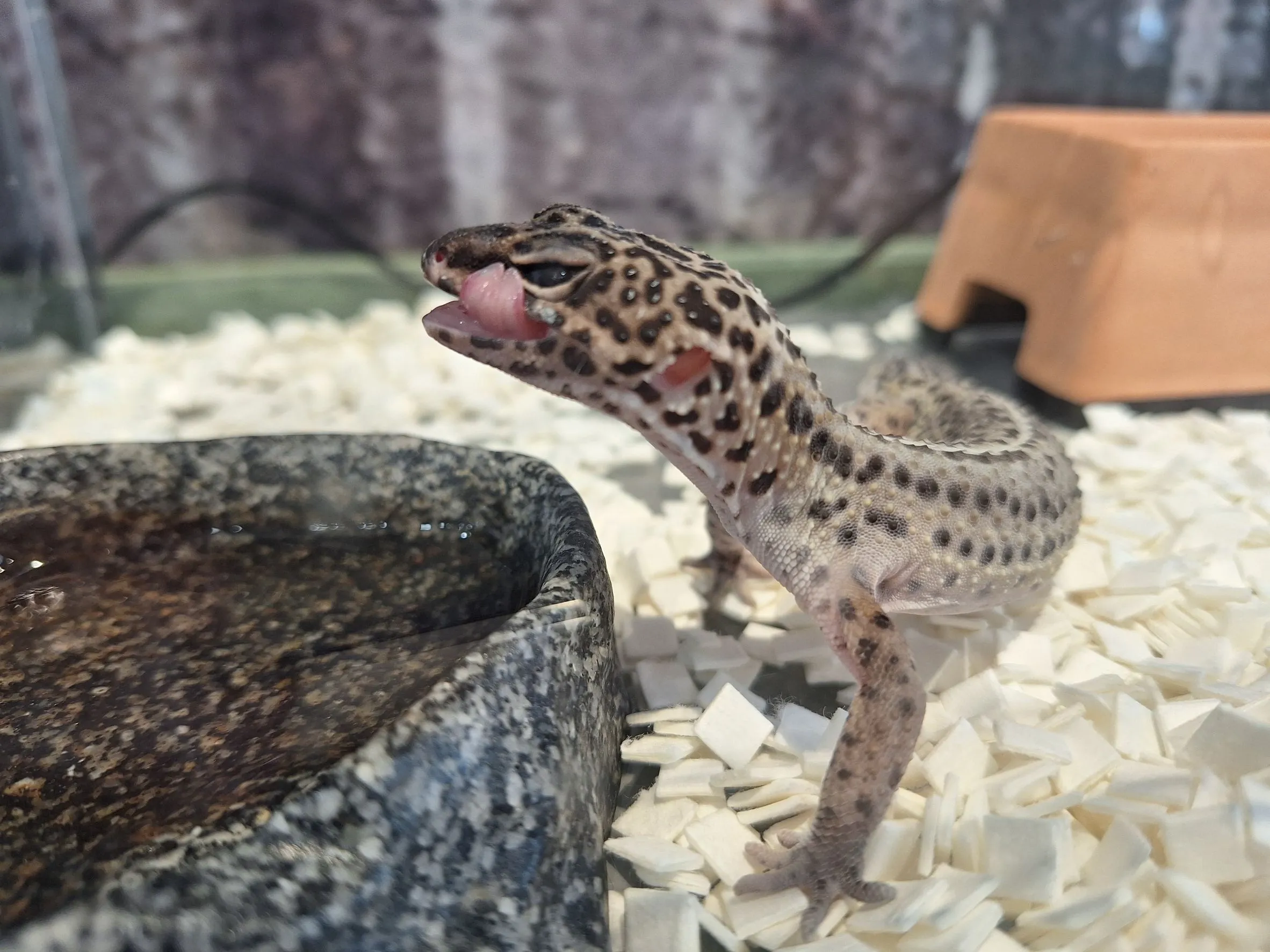 %E6%A3%AE%E8%80%80%E6%A0%A1%E5%AE%88%E5%AE%AE