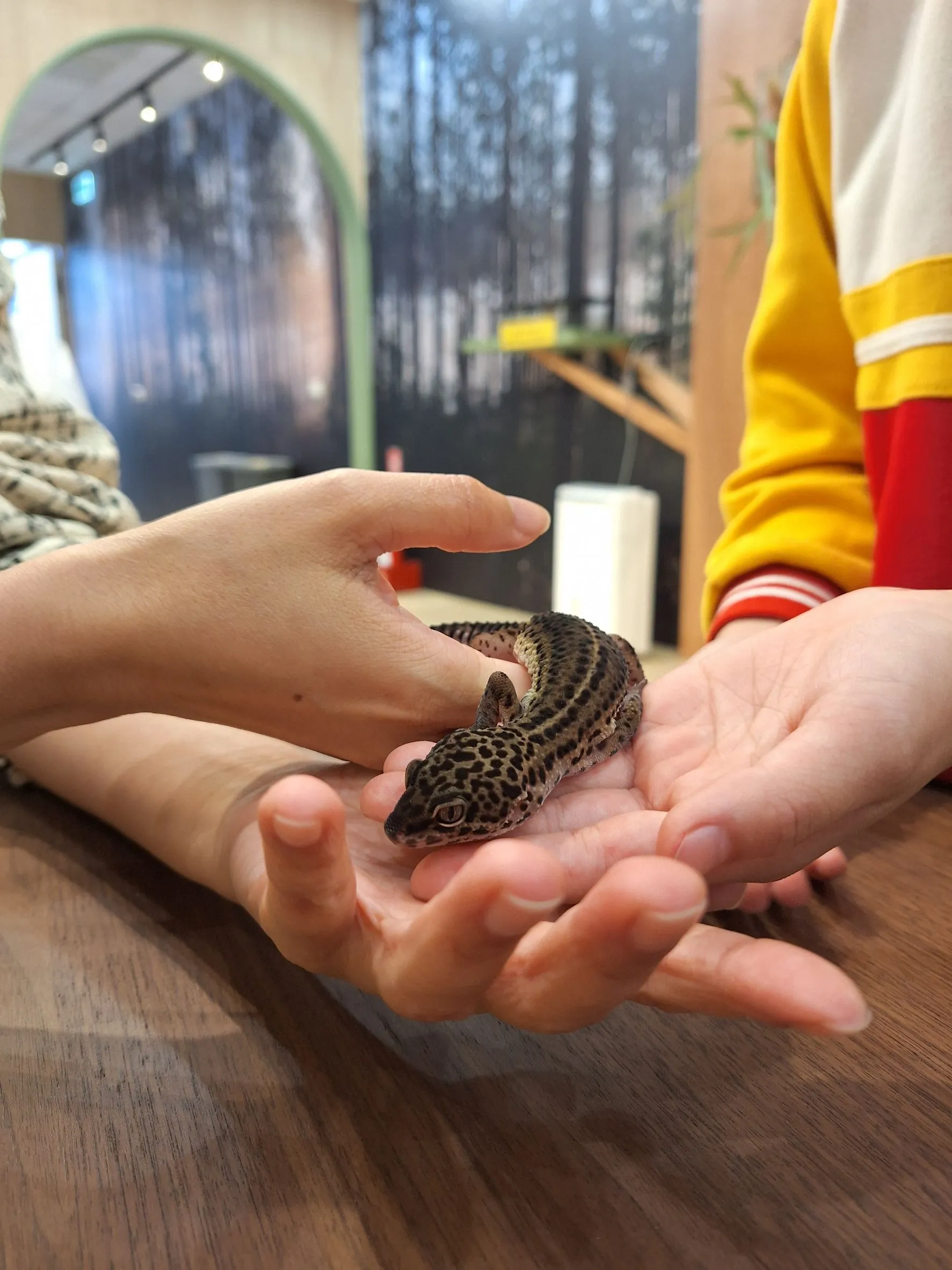 %E6%A3%AE%E8%80%80%E6%A0%A1%E5%AF%B5%E7%89%A9