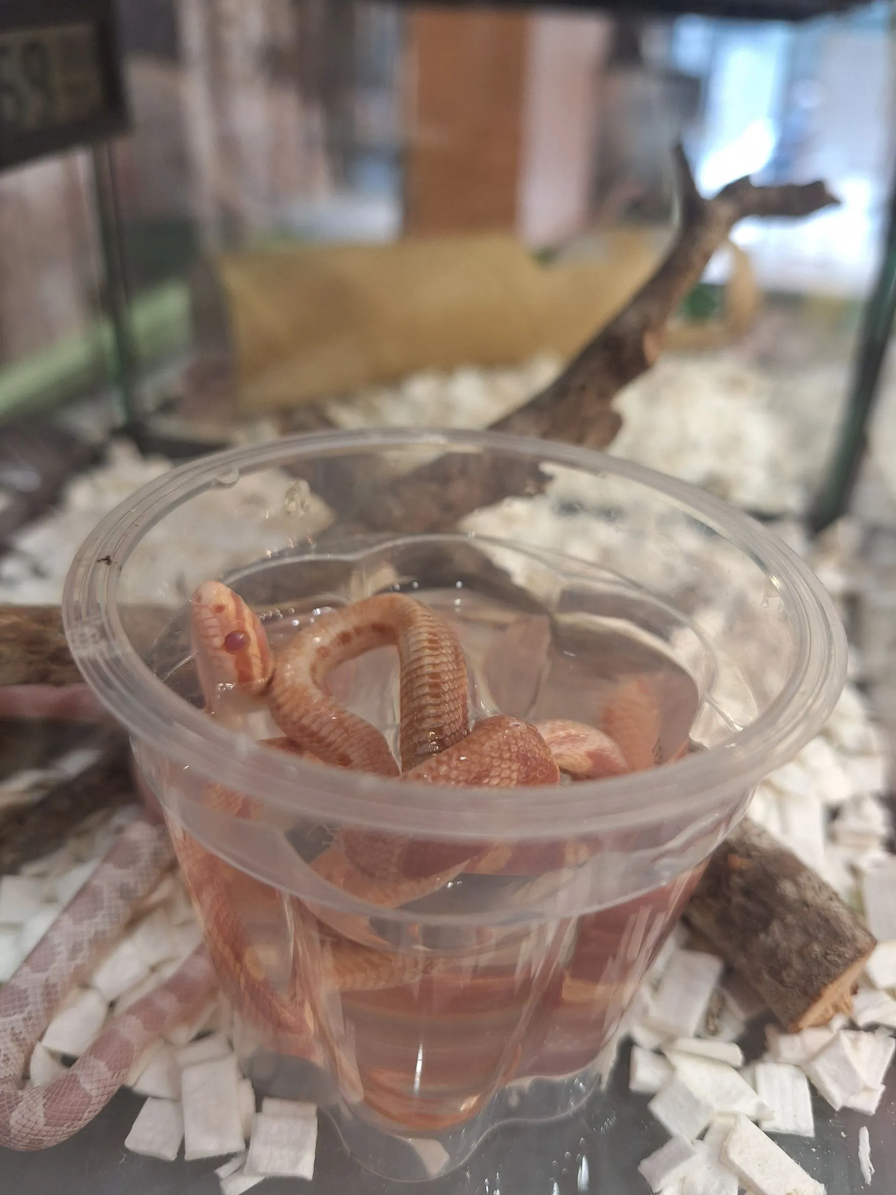 %E6%A3%AE%E8%80%80%E6%A0%A1%E5%AF%B5%E7%89%A9%E8%9B%87%E6%B4%97%E6%BE%A1