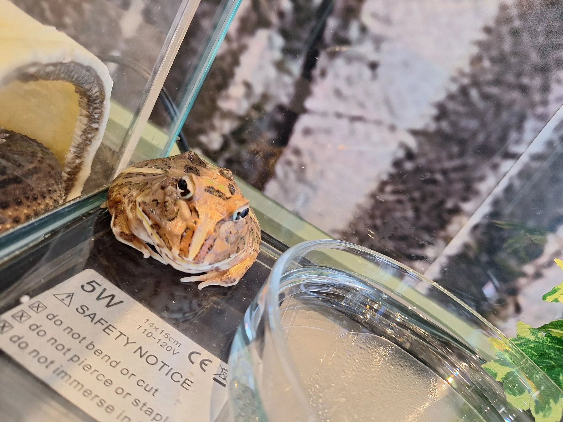 %E6%A3%AE%E8%80%80%E6%A0%A1%E5%AF%B5%E7%89%A9%E8%9B%99