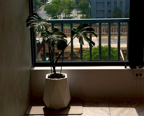 旭日龜背芋環境照